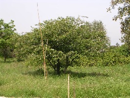 Crataegus monogyna