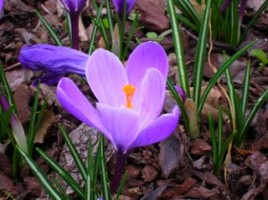 Crocus