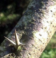 Gleditsia triacanthos 01 2016 i0621 width=