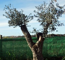 Olea europaea 02 2016 0954